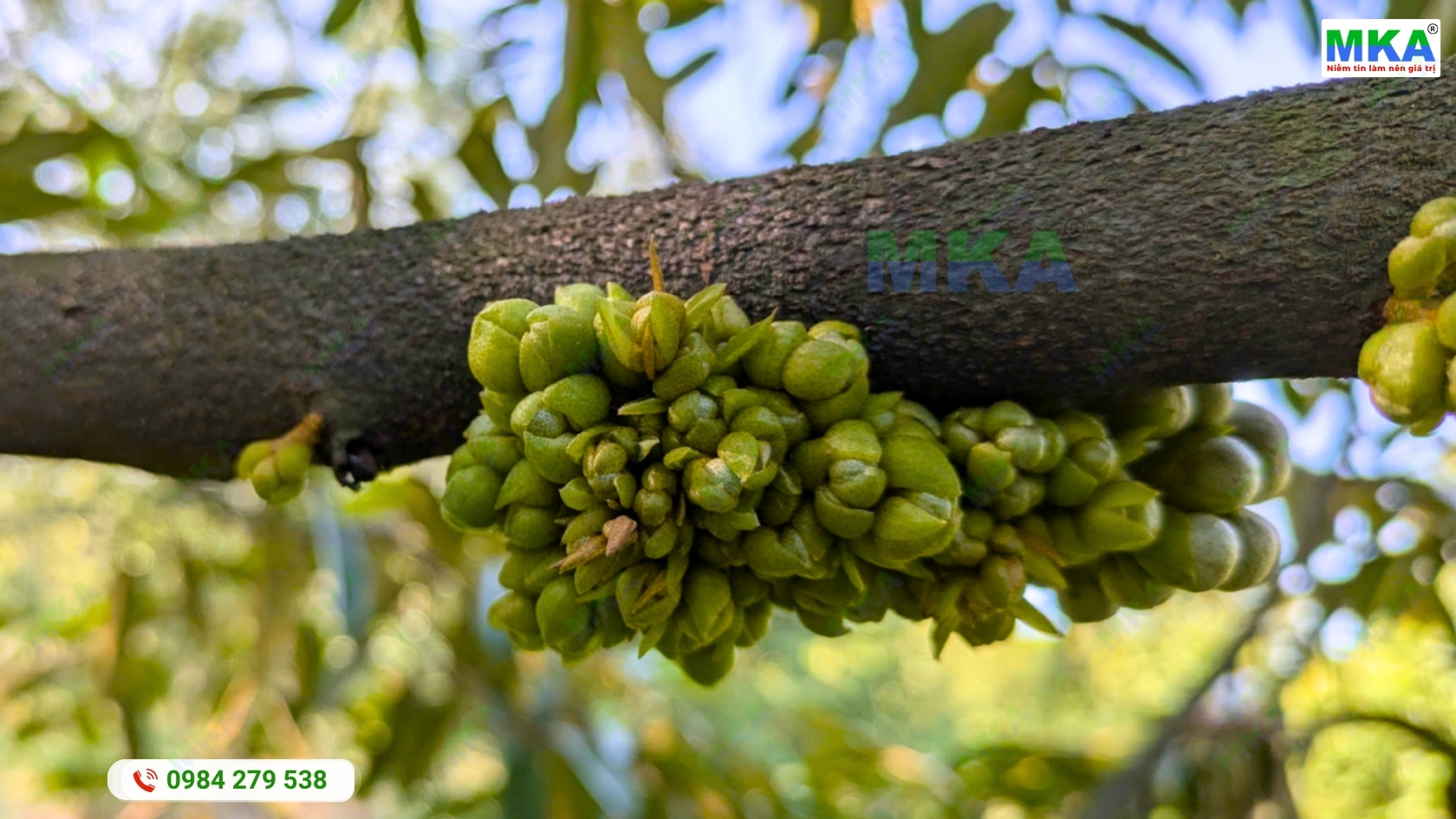 Sự xuất hiện của mầm hoa sau khi cây đạt điều kiện sinh lý phù hợp